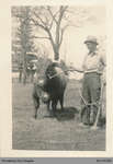 Gilbert Douglas with Short Horn Bull