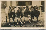 Livestock of James Douglas & Sons