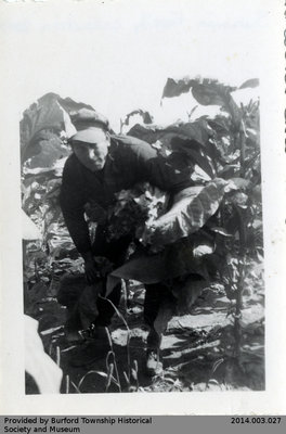 Photo of an Unidentified Man Farming Tobacco