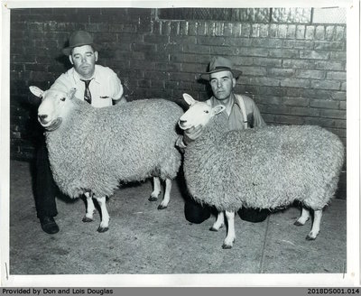 Photograph of the Grand Champions All Breeds