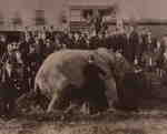 Elephant: Jumbo Photograph
