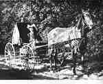 Woman in a Carriage With a Decorated Horse