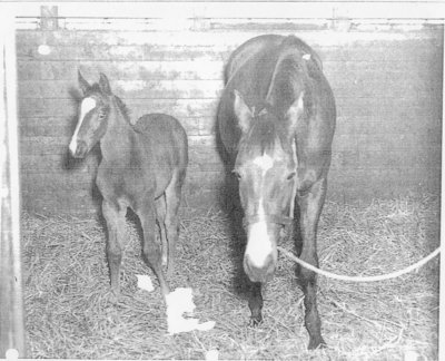 LH0507 Horse Racing- Foal