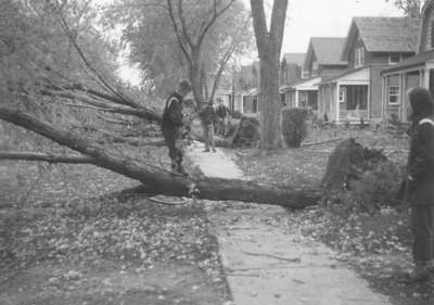 LH2045 Hurricane Hazel - trees down on Masson Street