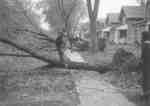 LH2045 Hurricane Hazel - trees down on Masson Street