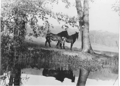 Horses with their shadows, along Shadow River - RF0006