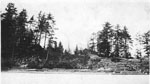 Logging at Pratt's Point, Lake Rosseau - One - RI0061