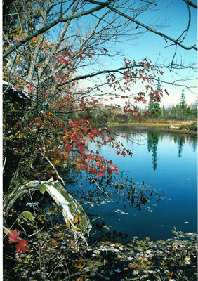 Tree beside Shadow River - SR0004