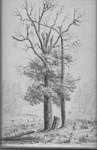 Buildings - Sketch of Tree - #1145 HWY 141 - RS0015