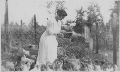 Feeding chickens at Fettercairn