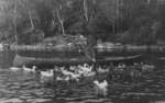 Canoeing with ducks on Indian Lake