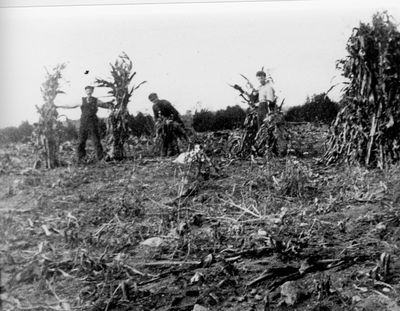 Stooking corn on Kelly farm near Lombardy c.1910