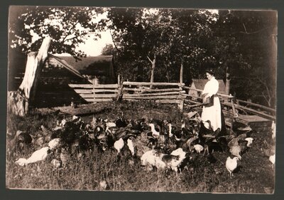 Woman feeding chickens near Elgin c.1905