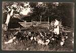 Woman feeding chickens near Elgin c.1905