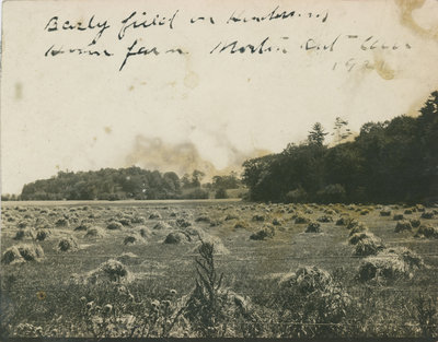 Barley field on Henderson's home farm