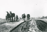 Willie Preston Ploughing in Chantry, Ontario