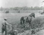 Charles Guttridge Ploughing