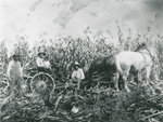 Charlie Chant and Hollis Chant cutting corn c.1945