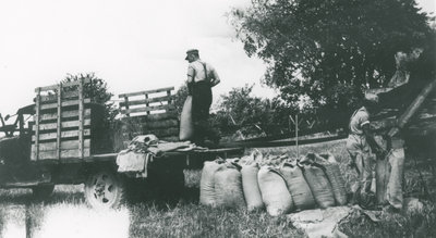 Byron and John Myers bagging grain after threshing