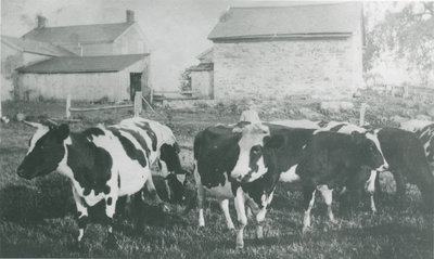 Cows near Delta, Ontario