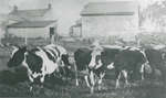 Cows near Delta, Ontario