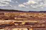 Logs in boom on Montreal River to be towed to Montreal Falls for loading to rail cars  G. Rains  Feb 16, 1981  (photo: colour)