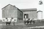 Man and Boy Posing with Livestock in Barnyard, c. 1902-1906