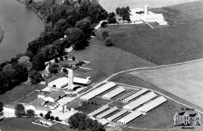 Thamescrest Mink Ranch Ltd., St. Marys