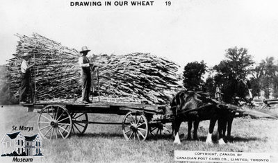 Drawing in Our Wheat at St. Marys, Ontario