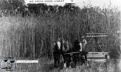 We Grow Good Wheat at St. Marys, Ont.