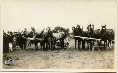 Group of Horses