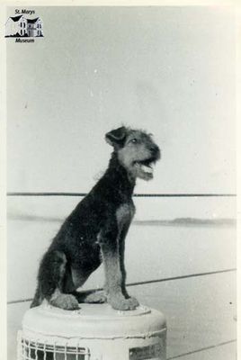 Dog Aboard HMCS Stone Town