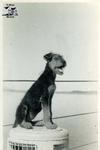 Dog Aboard HMCS Stone Town