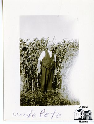 Uncle Pete Standing with His Sunflowers