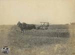 Cutting Wheat on Farm of M.S. Weber in Waterloo County