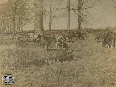 In Pastures Green in Waterloo County