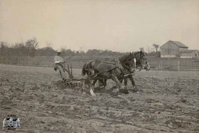 On the Farm of W.J. Mulloy in Yatton