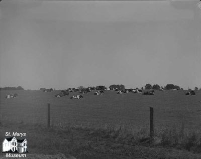 Hooper's Cows