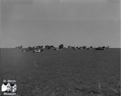 Hooper's Cows