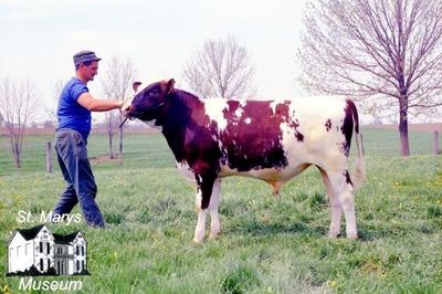 Bull from Hooper's Dairy