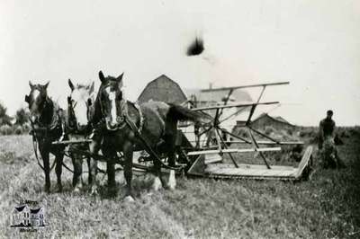 Three horse team pulling a binder