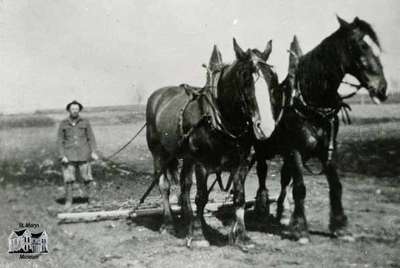 Man and a team of horses