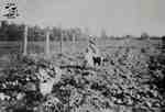 Man collecting potatoes