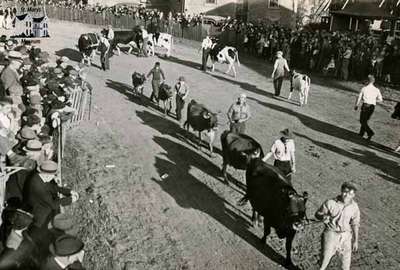 Cattle Parade at Fall Fair, 1939