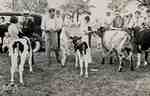 Children showing cattle to judges