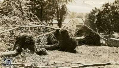 Southwest corner of Cadzow Park after windstorm