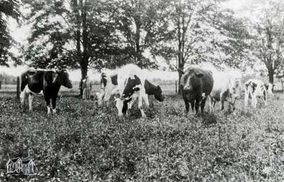 Dairy herd, 1914