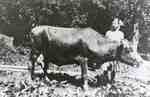Family cow of S.P. Riddell and Georgina Riddell