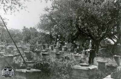 Apiary of William Coleman