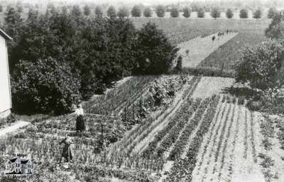 Firholm vegetable garden